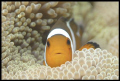   Finally have found him 105 Macro Malaysia Perhentian islands  